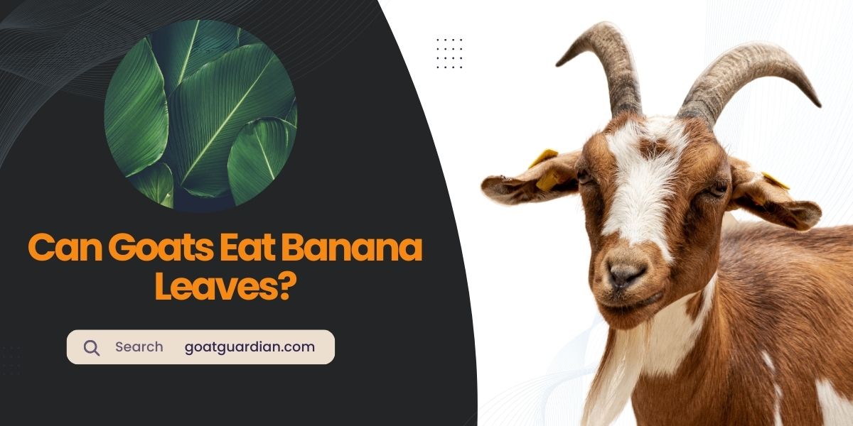 Can Goats Eat Banana Leaves