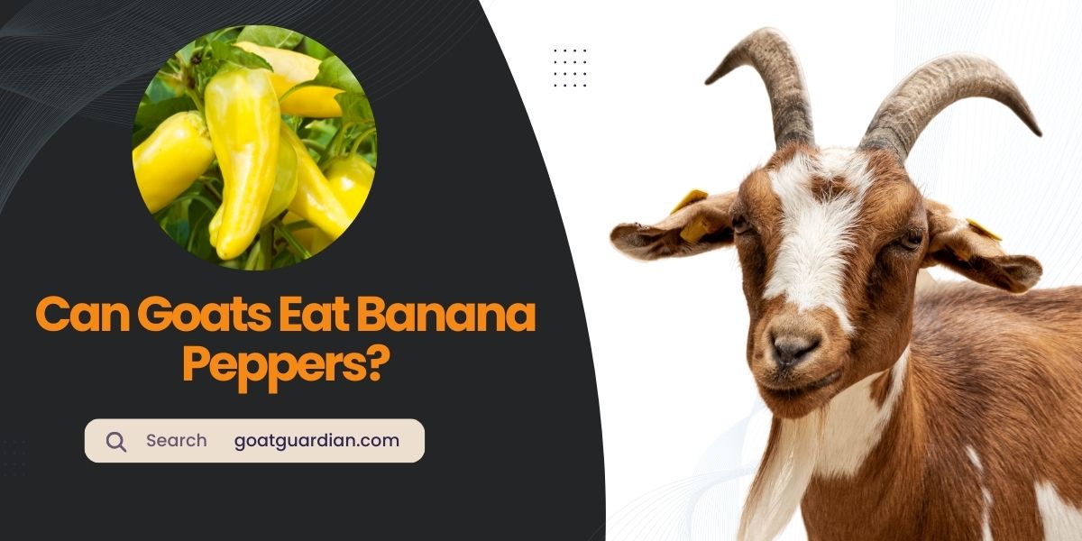 Can Goats Eat Banana Peppers