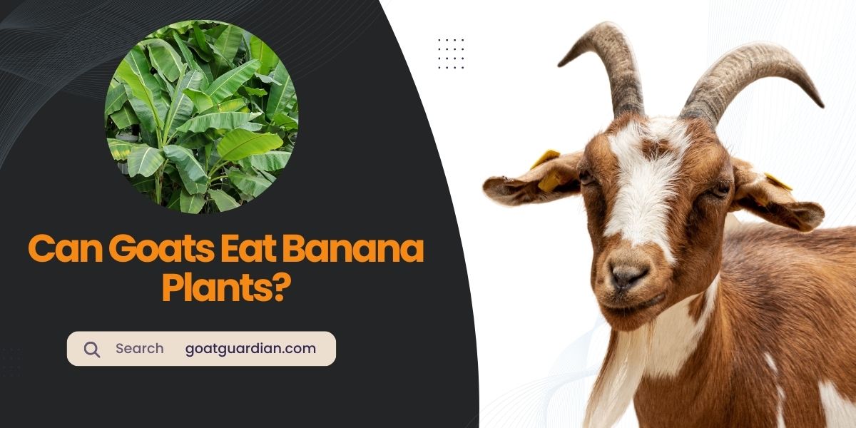 Can Goats Eat Banana Plants