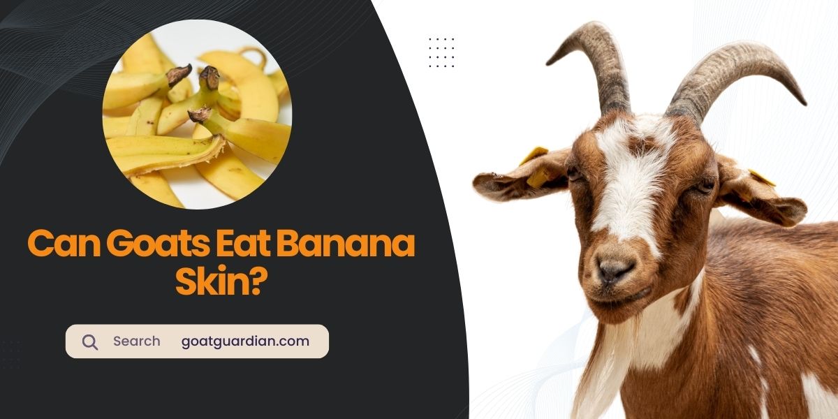 Can Goats Eat Banana Skin
