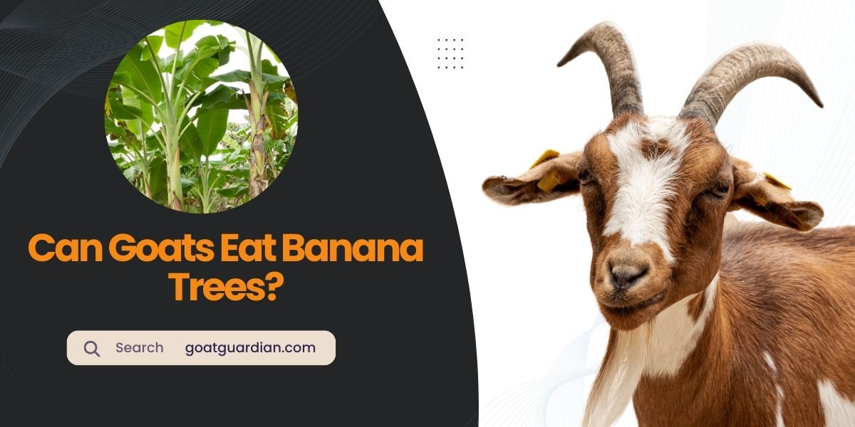 Can Goats Eat Banana Trees