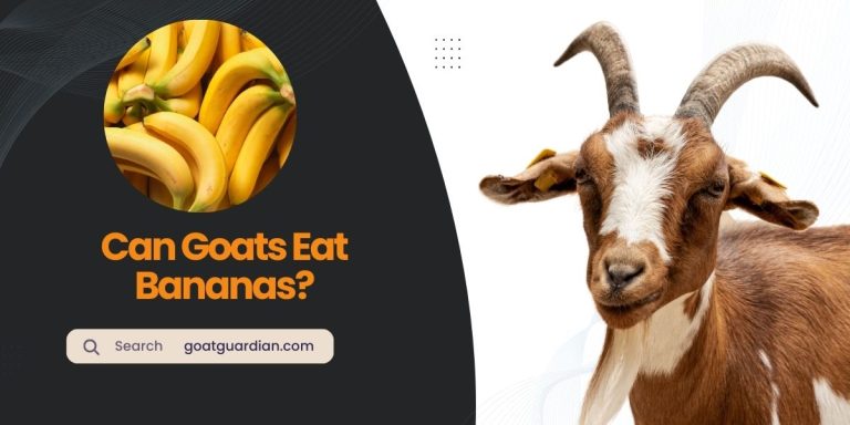 Can Goats Eat Bananas? (Read Before Feeding)