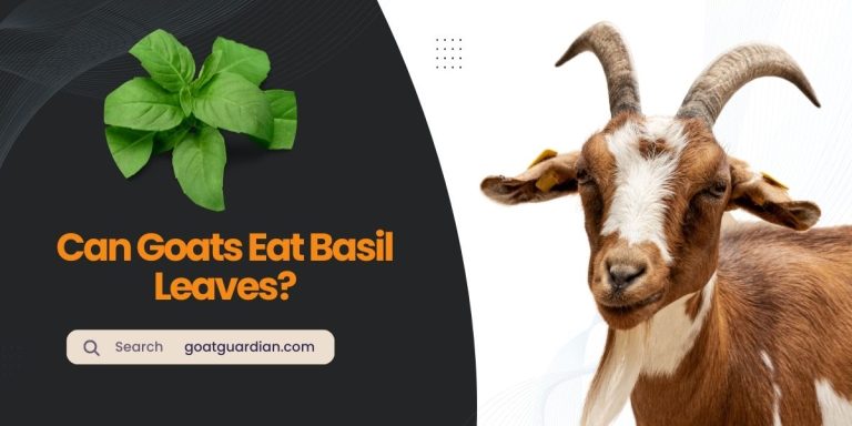 Can Goats Eat Basil Leaves? (Ultimate Feeding Tips)