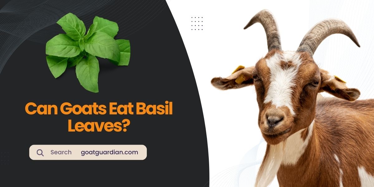 Can Goats Eat Basil Leaves