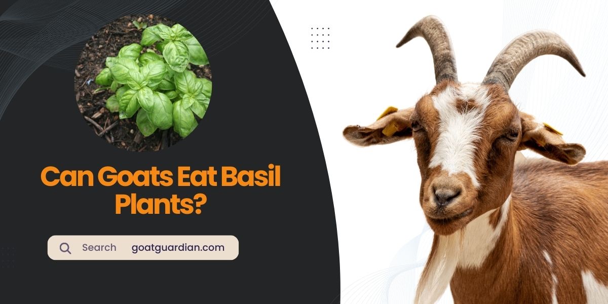 Can Goats Eat Basil Plants