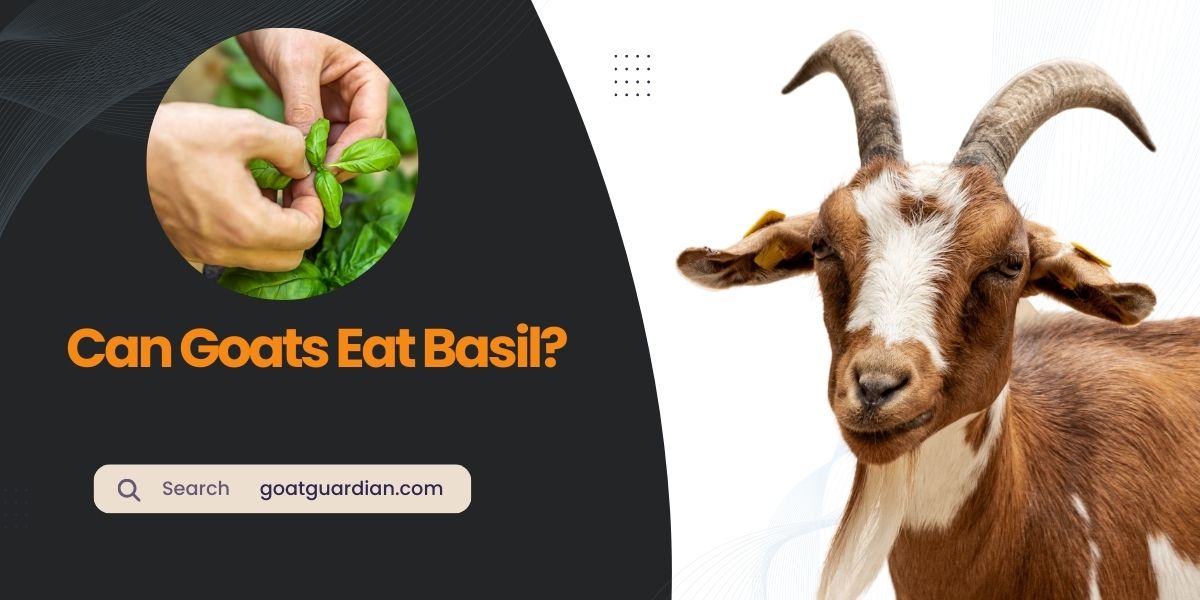 Can Goats Eat Basil