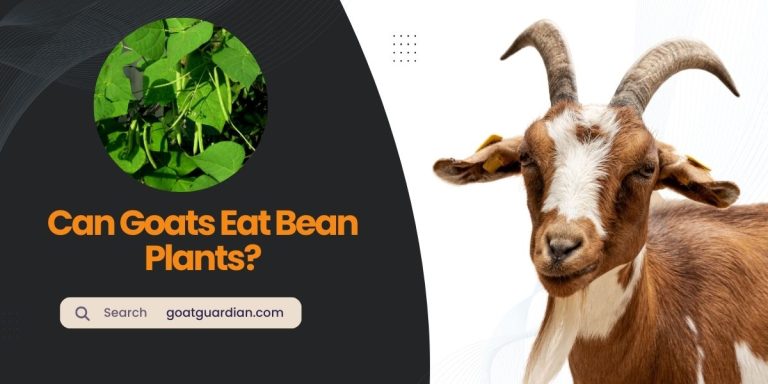 Can Goats Eat Bean Plants? Is It Edible?