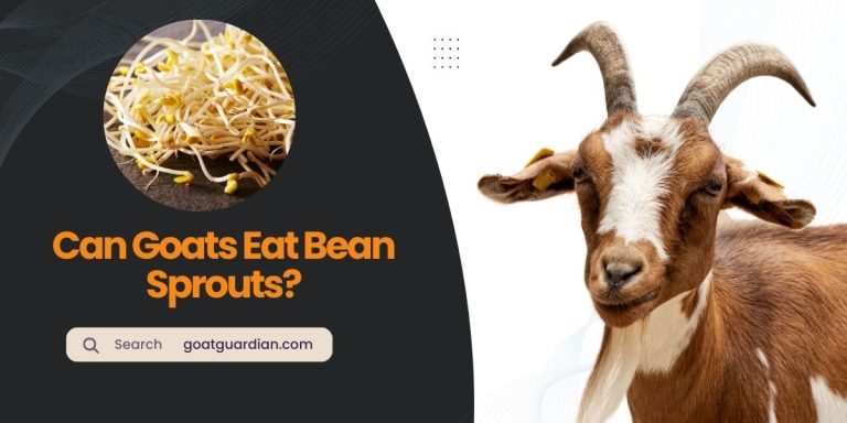 Can Goats Eat Bean Sprouts? (Feeding Guide Included)