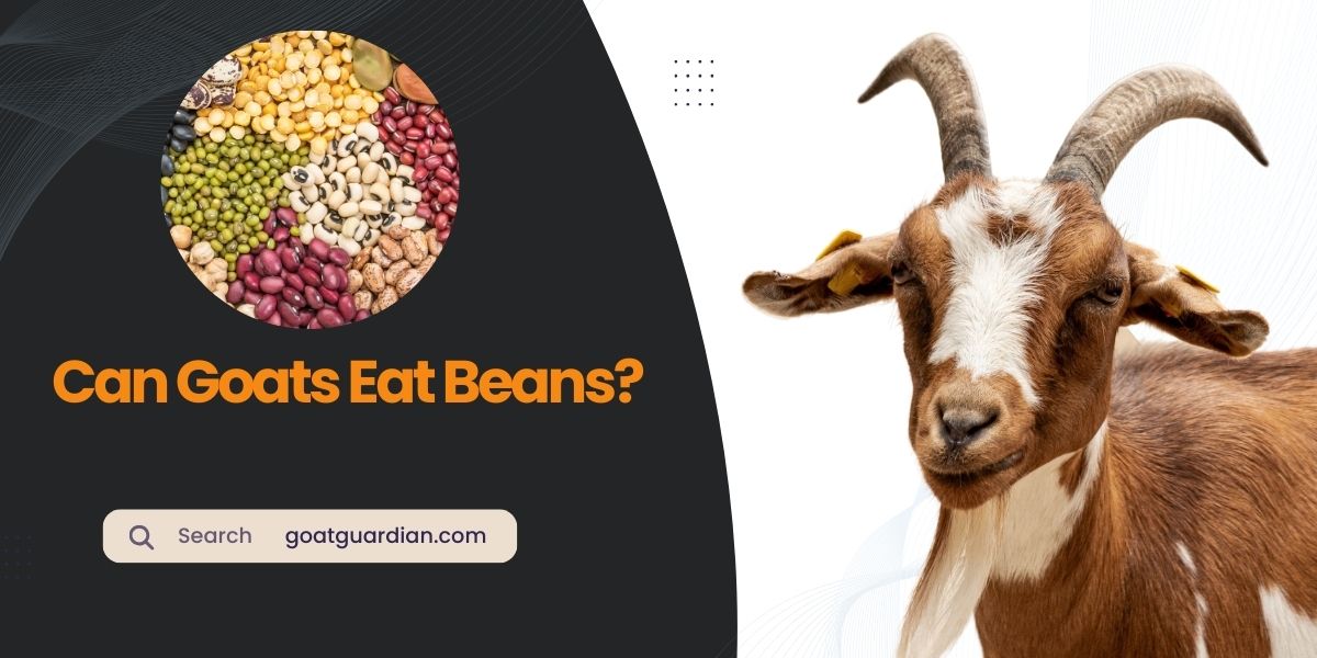 Can Goats Eat Beans