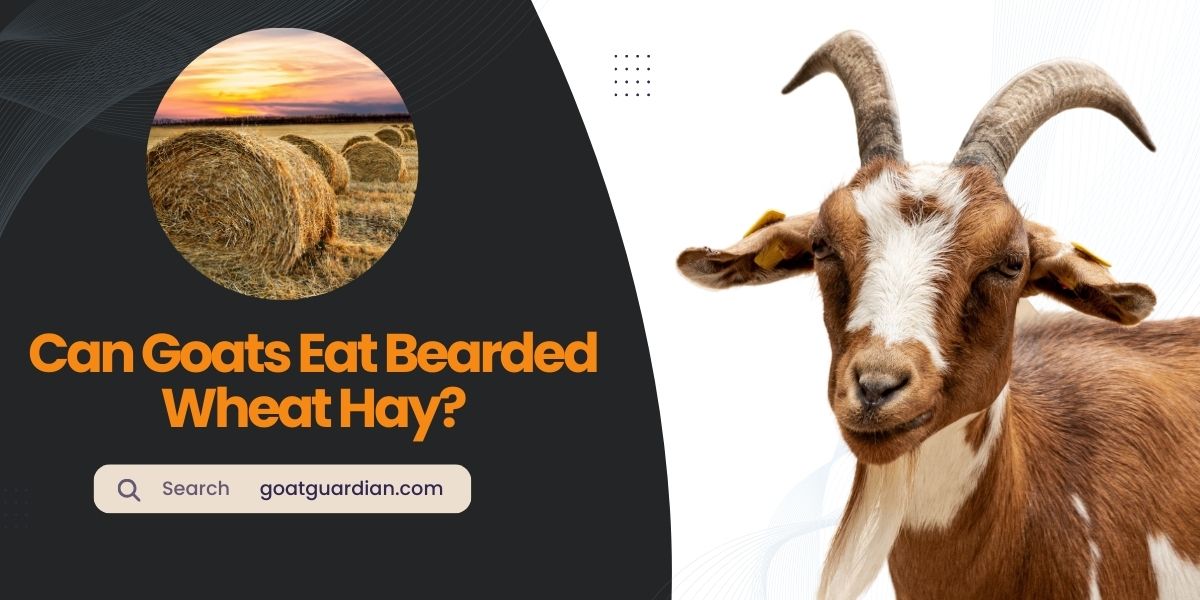 Can Goats Eat Bearded Wheat Hay