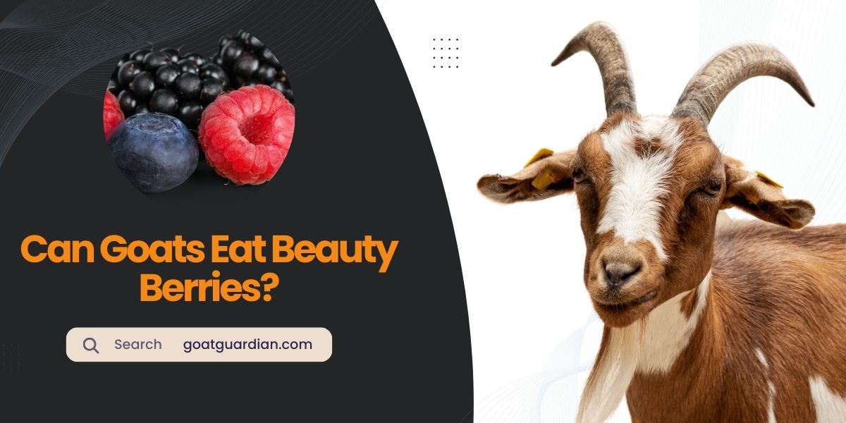 Can Goats Eat Beauty Berries