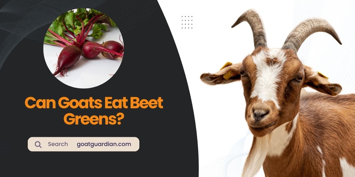 Can Goats Eat Beet Greens