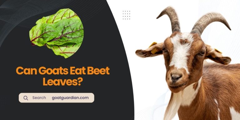 Can Goats Eat Beet Leaves? (Recommendations and Precautions)