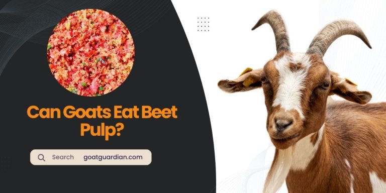 Can Goats Eat Beet Pulp? (Benefits & Nutrition)