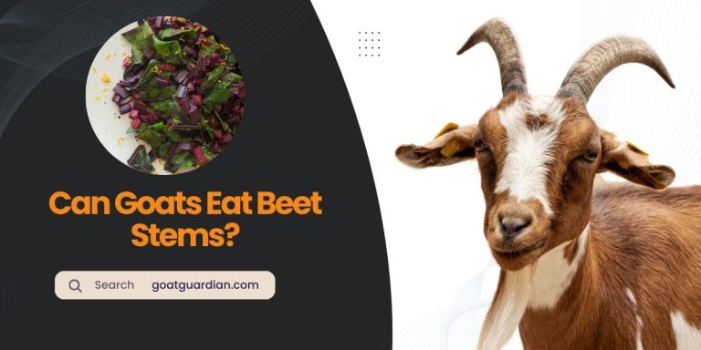 Can Goats Eat Beet Stems? (Find Out the Truth)