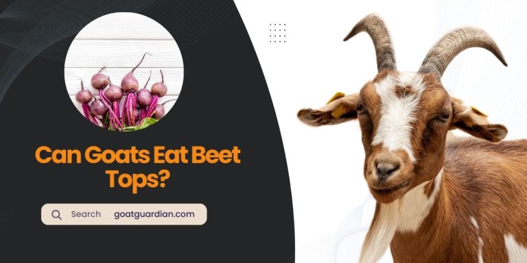 Can Goats Eat Beet Tops? (Read After Feed)