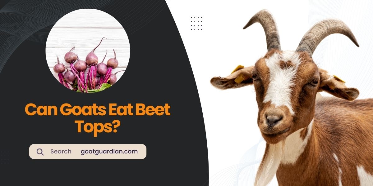 Can Goats Eat Beet Tops