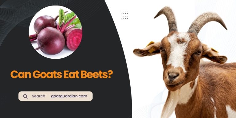 Can Goats Eat Beets? (Feeding Practices and Tips)