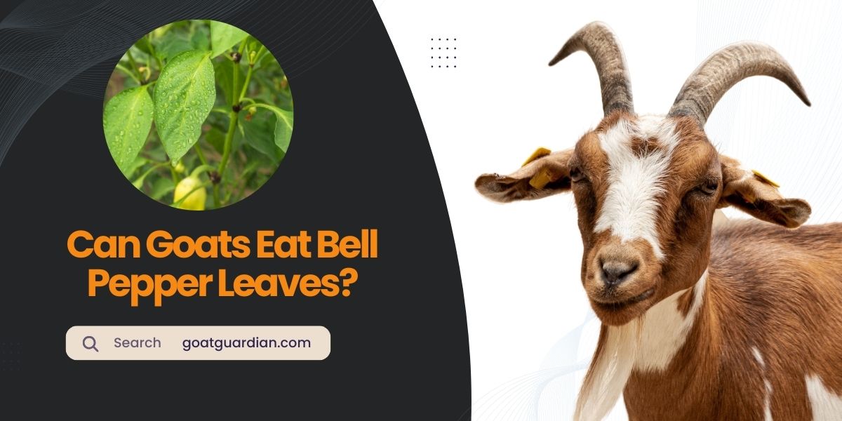 Can Goats Eat Bell Pepper Leaves