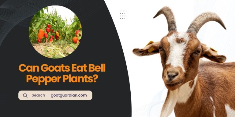 Can Goats Eat Bell Pepper Plants? (GOOD or BAD)