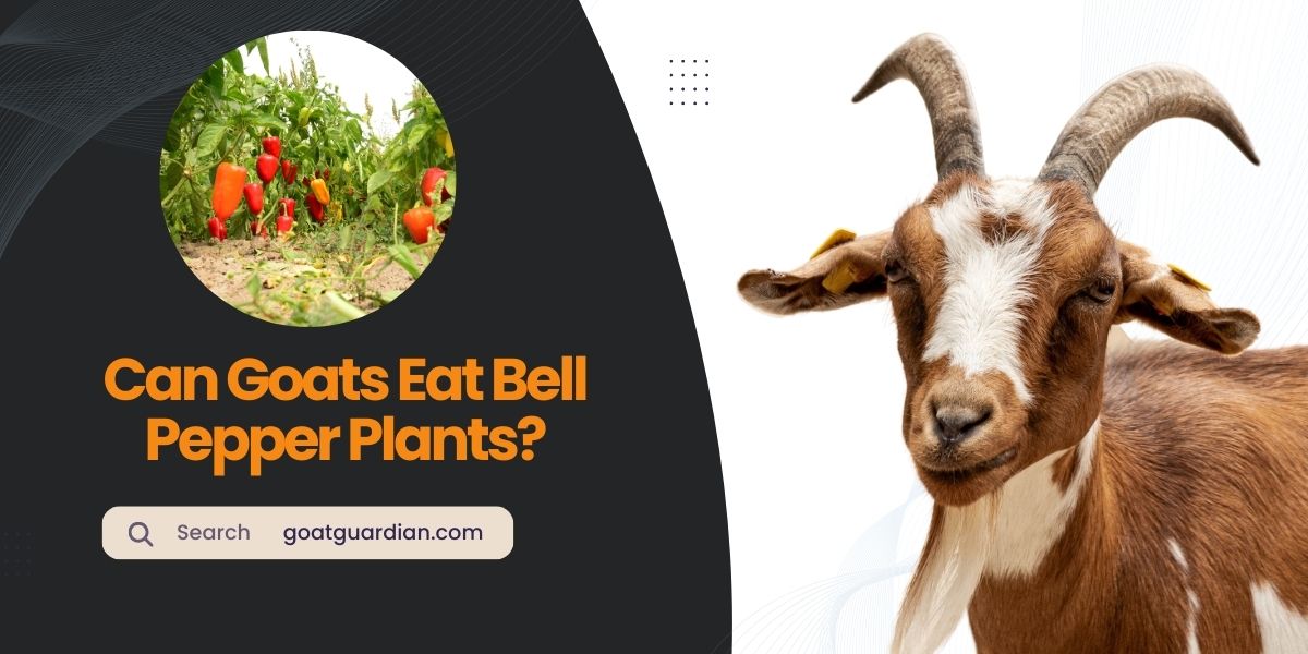 Can Goats Eat Bell Pepper Plants