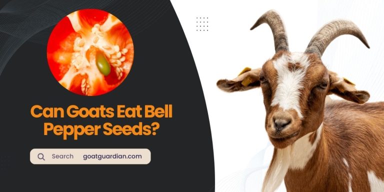 Can Goats Eat Bell Pepper Seeds? (YES or NO)