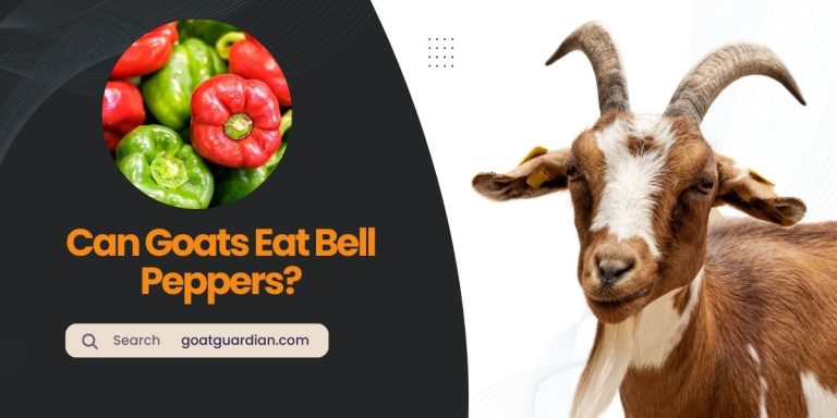 Can Goats Eat Bell Peppers? All You Need to Know