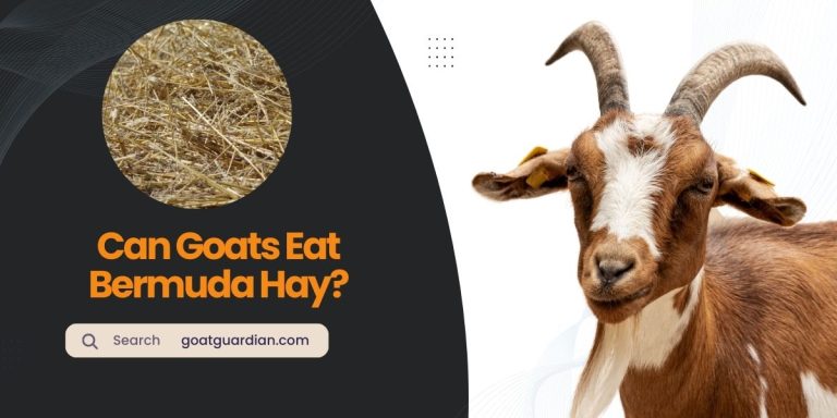 Can Goats Eat Bermuda Hay? (Benefits, Risks, Best Practices)