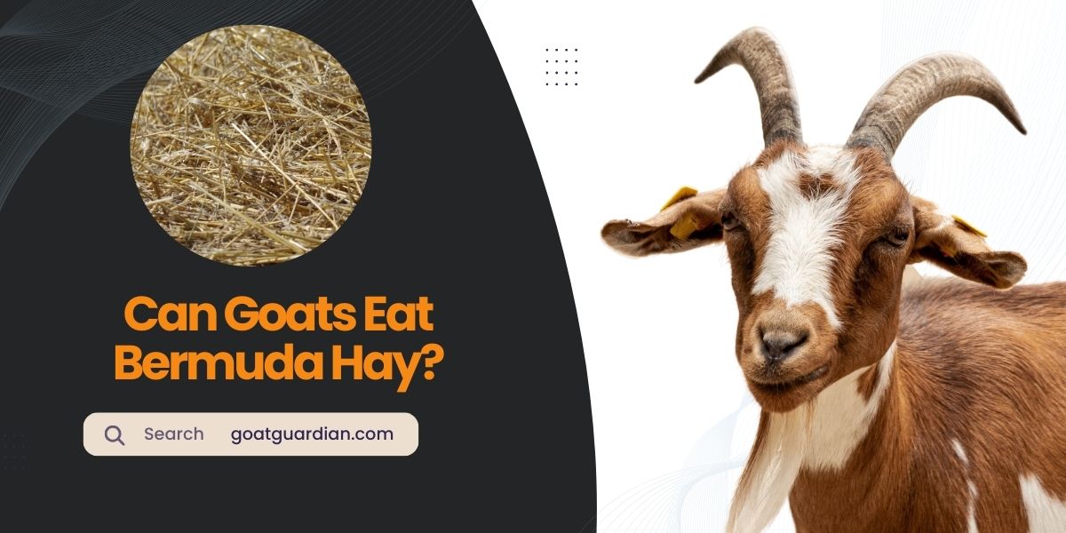 Can Goats Eat Bermuda Hay