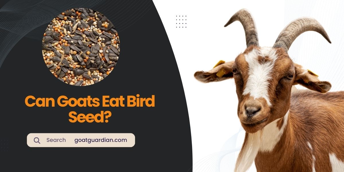 Can Goats Eat Bird Seed