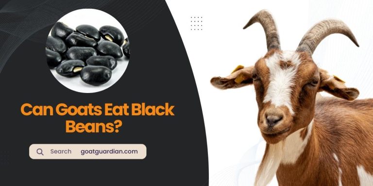 Can Goats Eat Black Beans? (Ways to Feed)