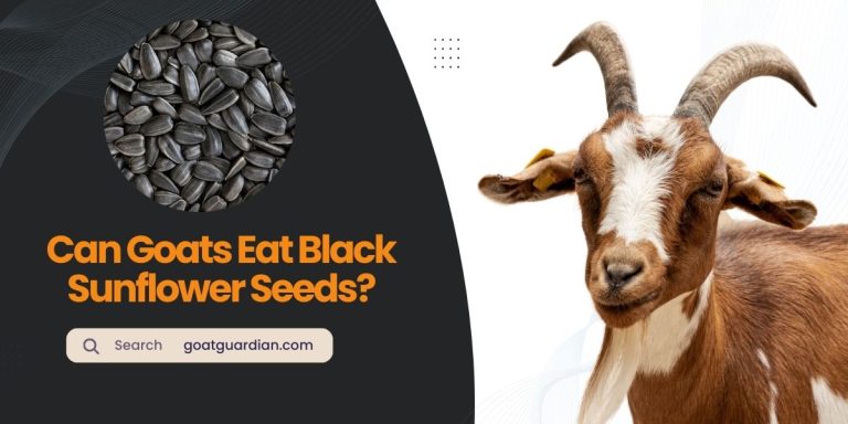 Can Goats Eat Black Sunflower Seeds? (Safety and Considerations)