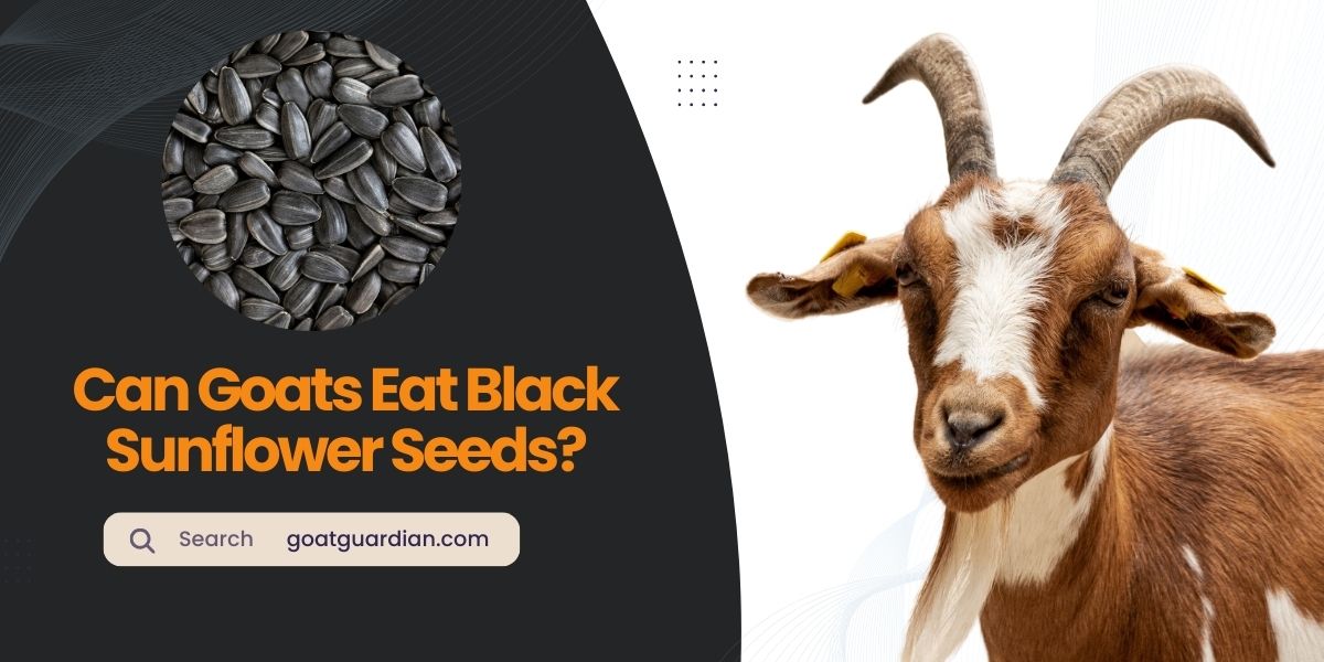 Can Goats Eat Black Sunflower Seeds