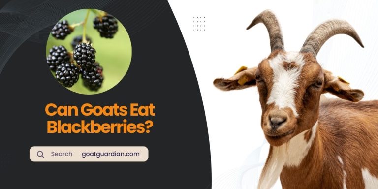 Can Goats Eat Blackberries? (GOOD or BAD)