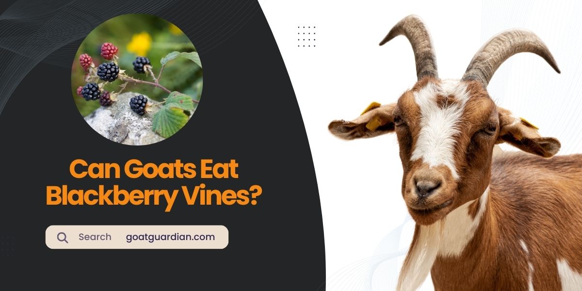 Can Goats Eat Blackberry Vines