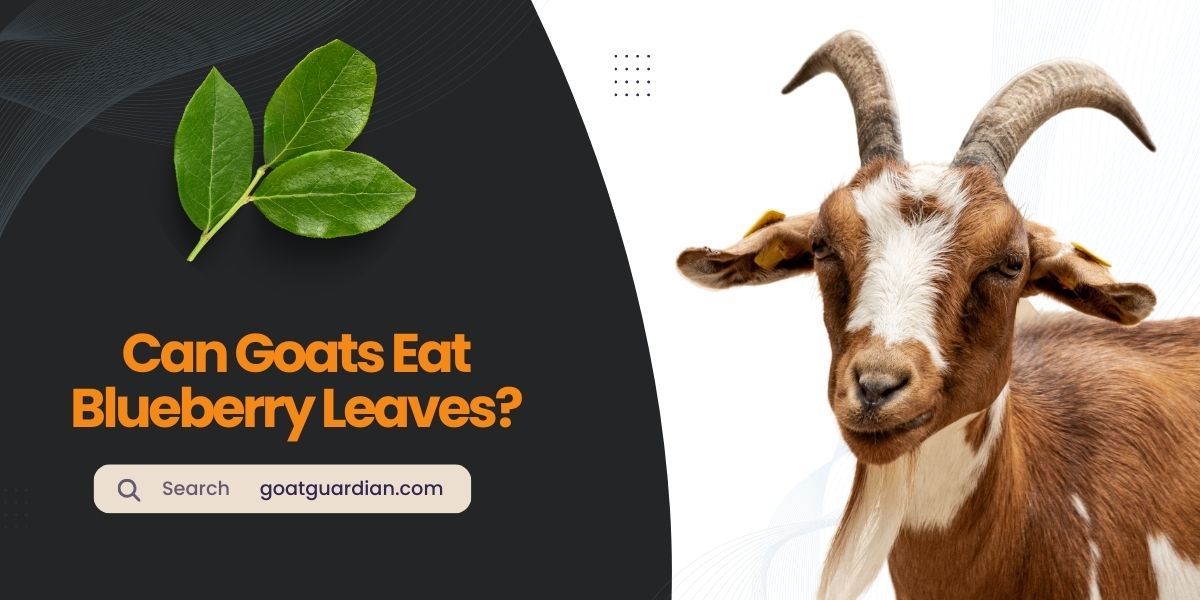 Can Goats Eat Blueberry Leaves