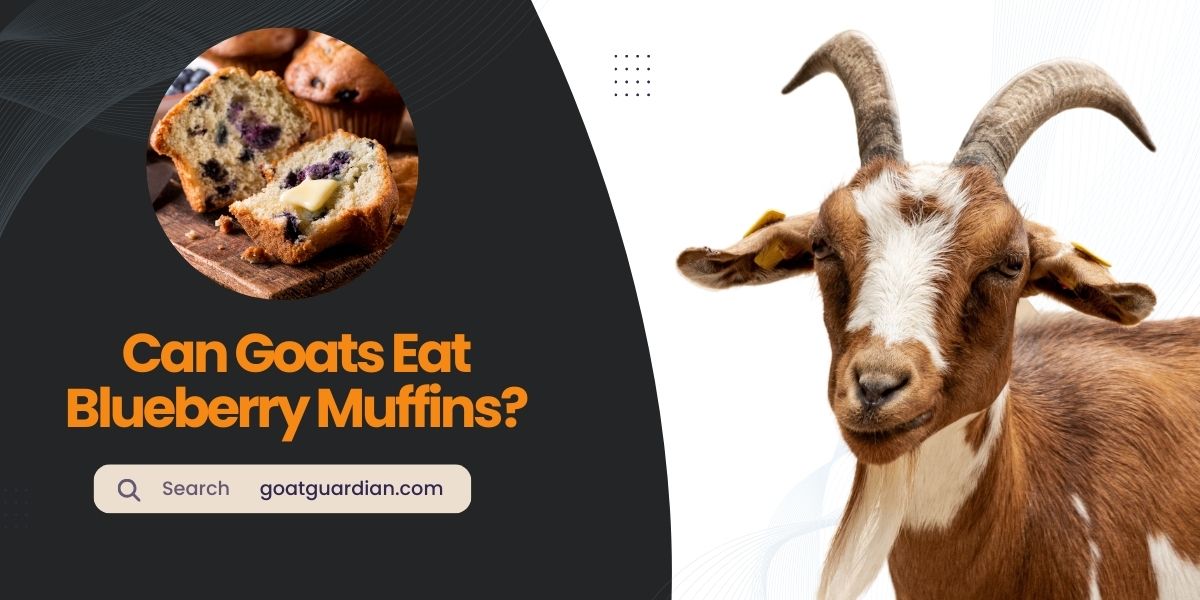 Can Goats Eat Blueberry Muffins