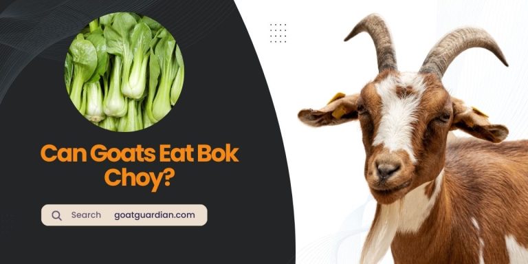 Can Goats Eat Bok Choy? (with Suitable Alternatives)