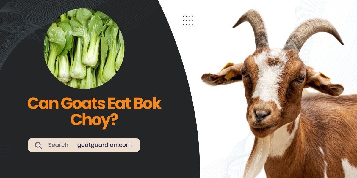 Can Goats Eat Bok Choy