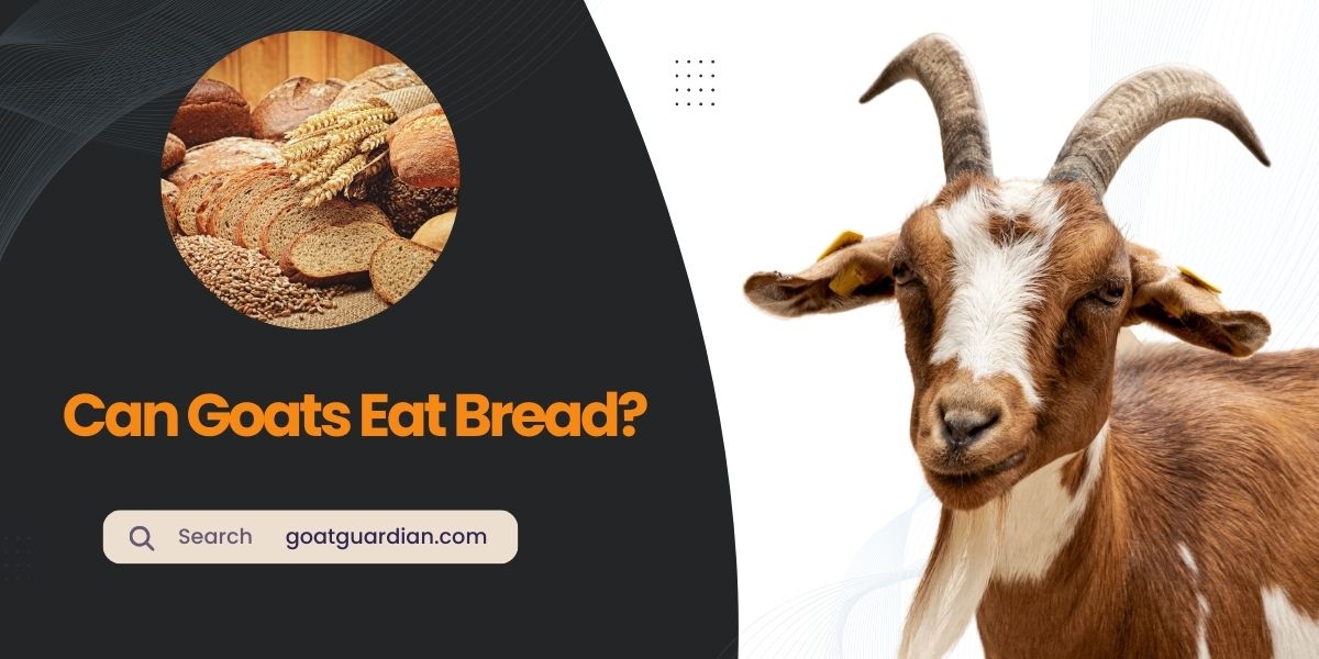 Can Goats Eat Bread