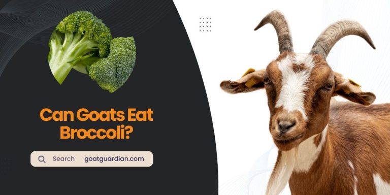 Can Goats Eat Broccoli? (Nutritional Benefits)
