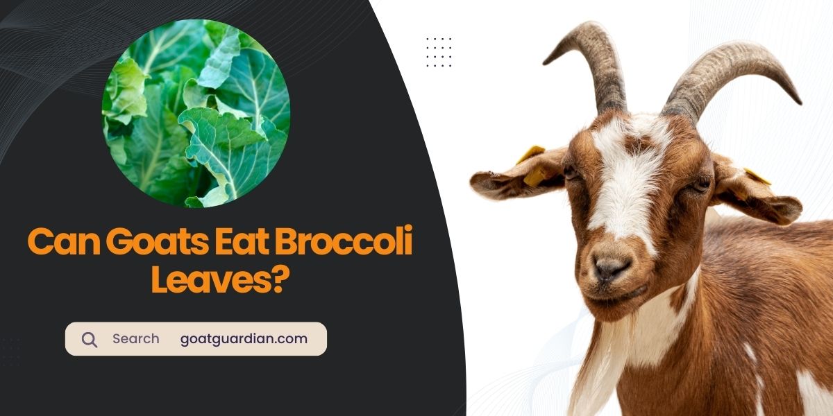Can Goats Eat Broccoli Leaves