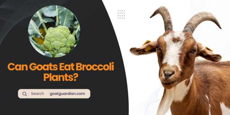 Can Goats Eat Broccoli Plants? (Guidelines For Feeding)
