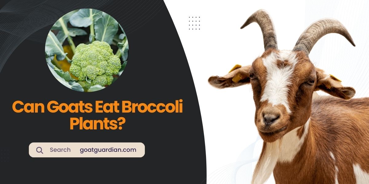 Can Goats Eat Broccoli Plants