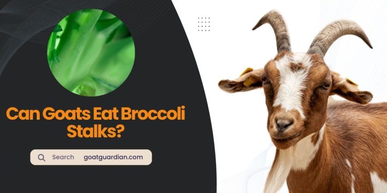 Can Goats Eat Broccoli Stalks? (Nutritional Benefits Explained)