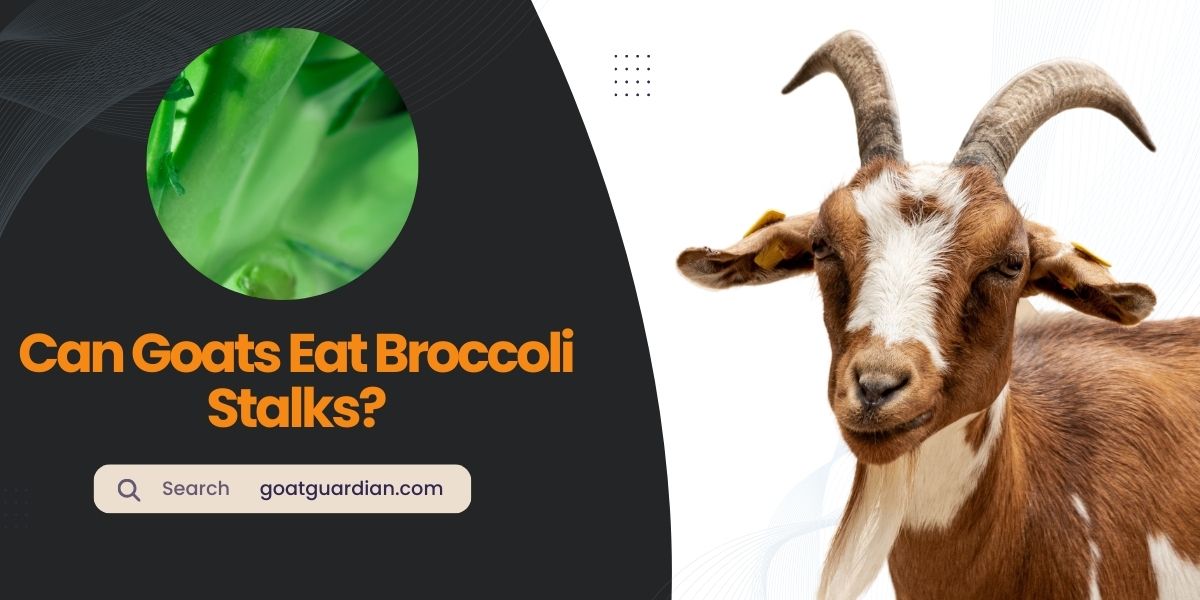 Can Goats Eat Broccoli Stalks