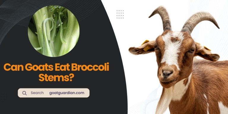 Can Goats Eat Broccoli Stems? (Read After Feed)