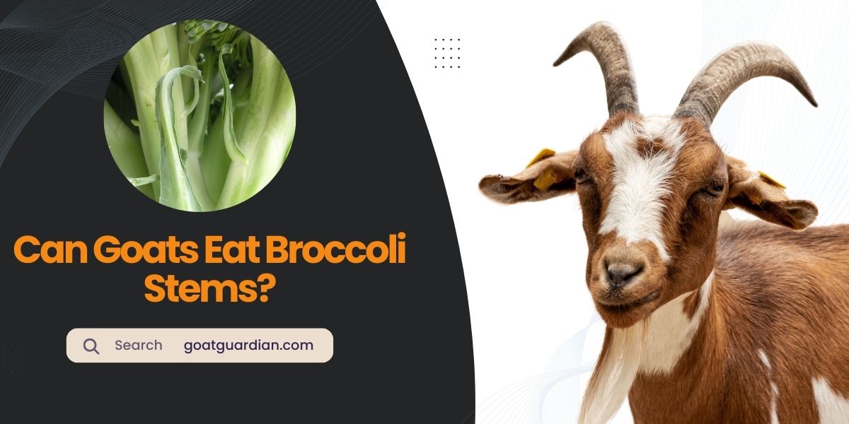 Can Goats Eat Broccoli Stems