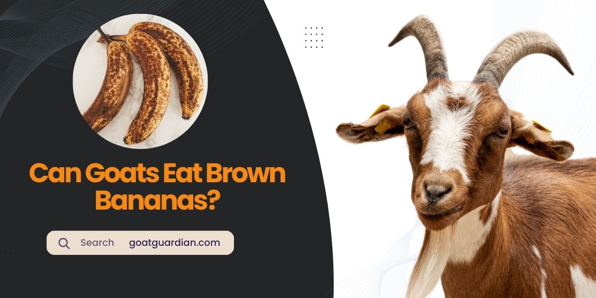 Can Goats Eat Brown Bananas