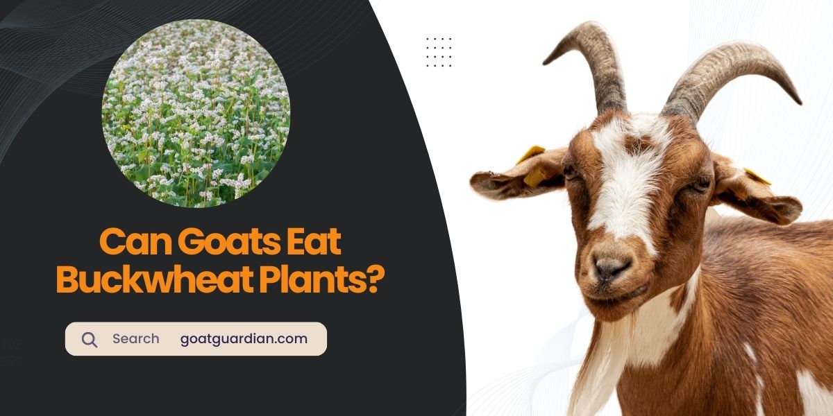 Can Goats Eat Buckwheat Plants